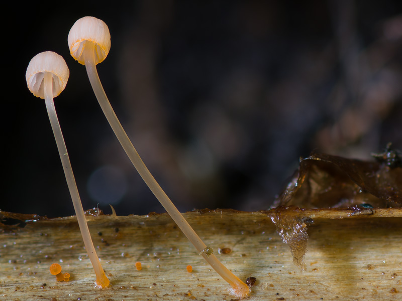 Mycena pterigena